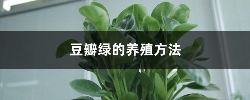 Cultivation methods of Douban Green