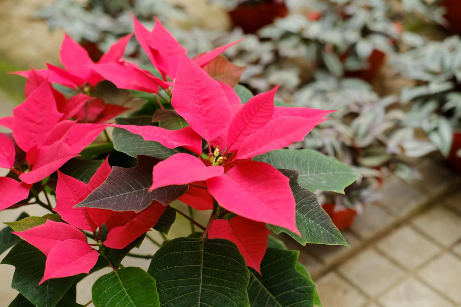 Poinsettia