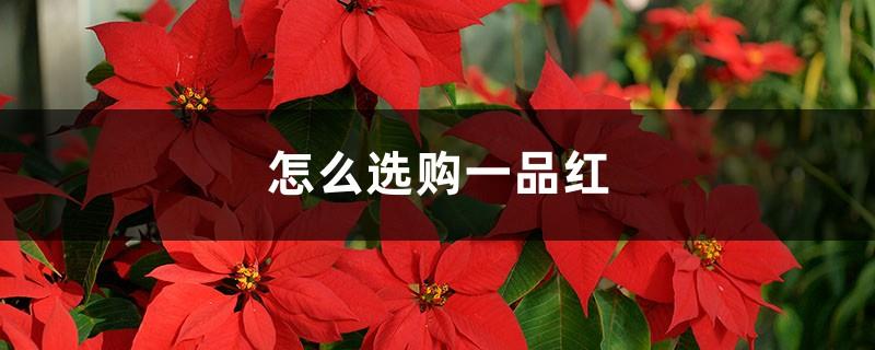 How to choose poinsettia