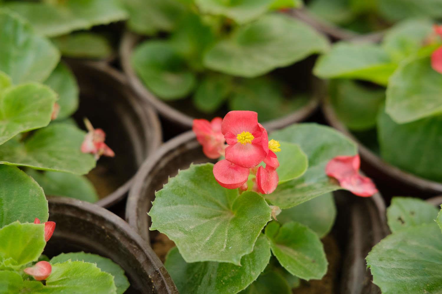 Four Seasons Begonia