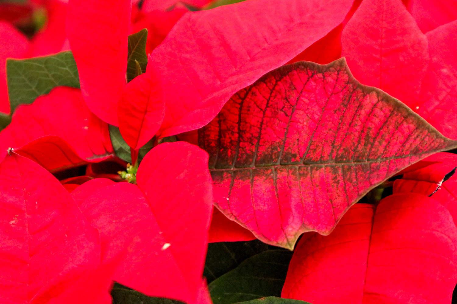 Poinsettia