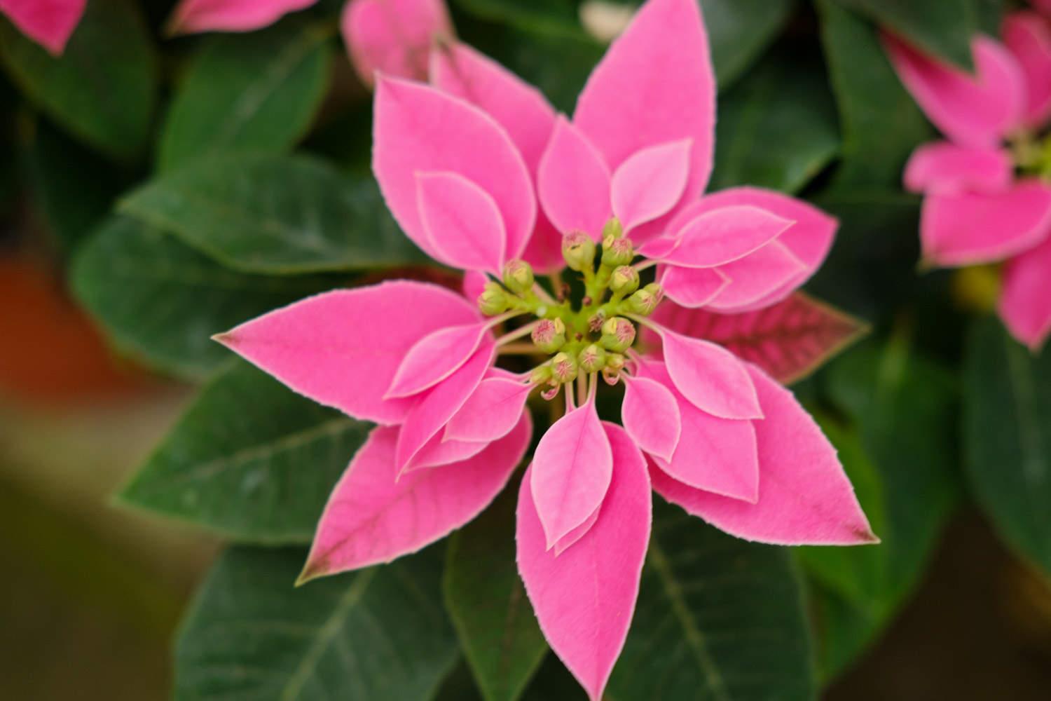 Poinsettia