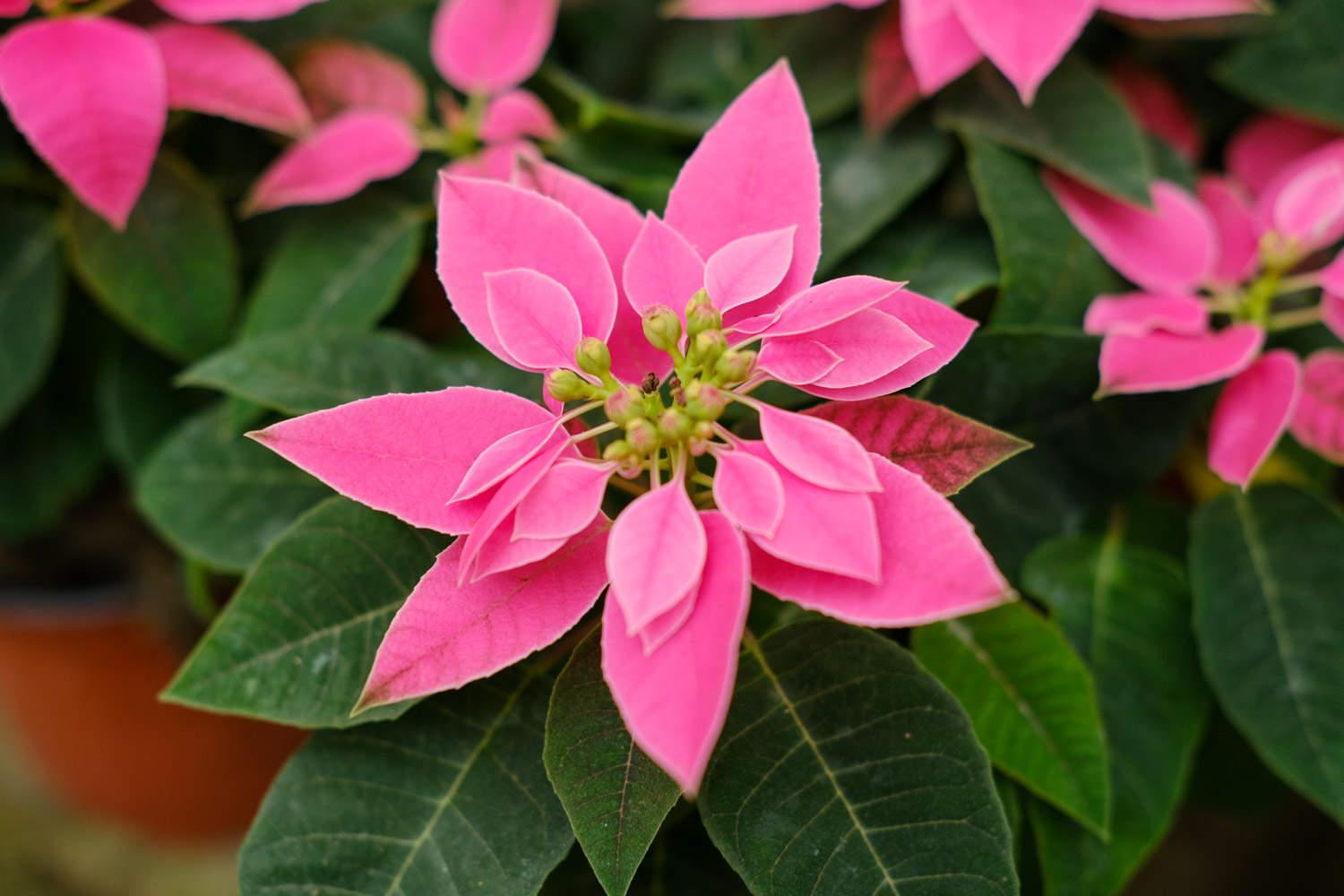 Poinsettia