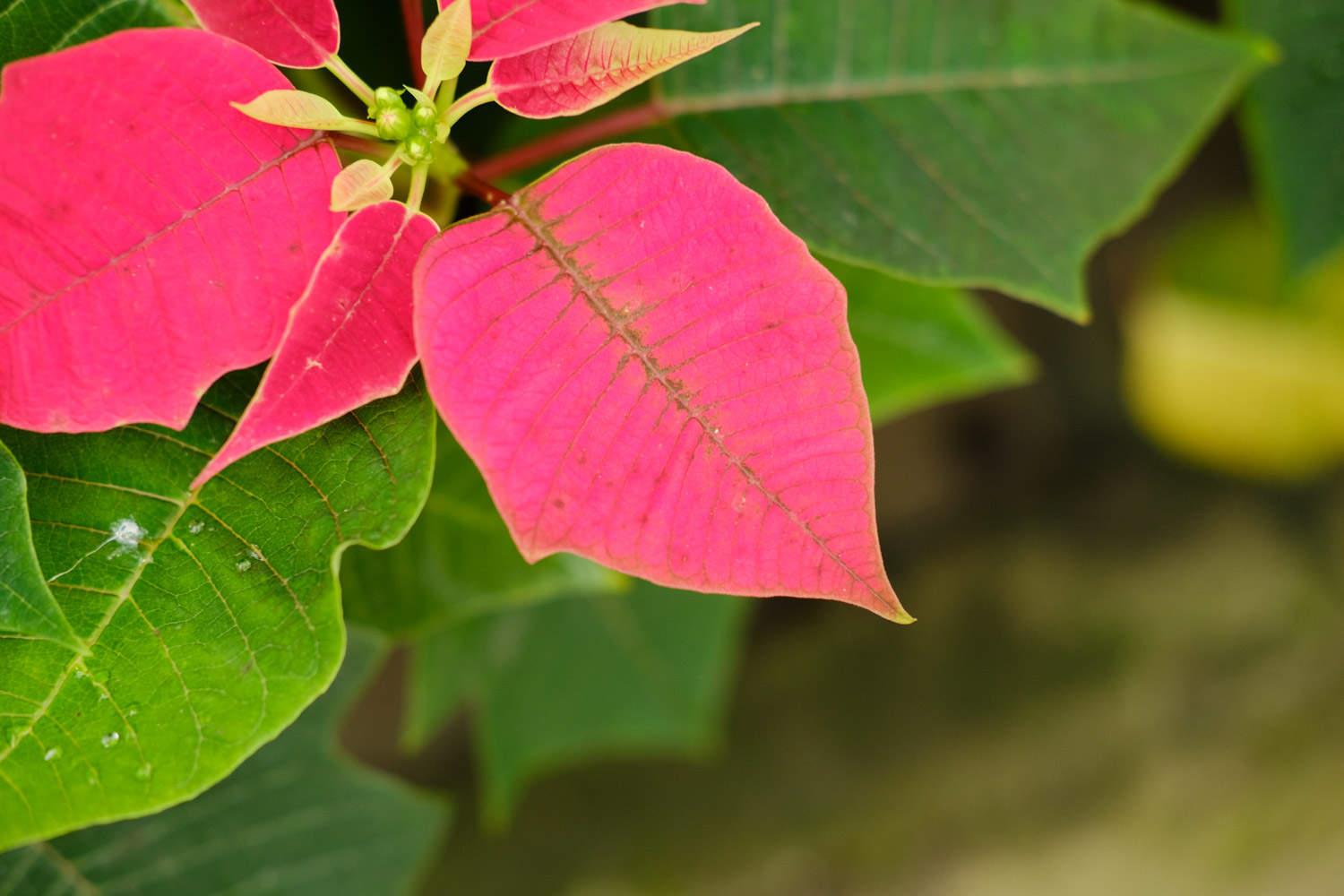 Poinsettia