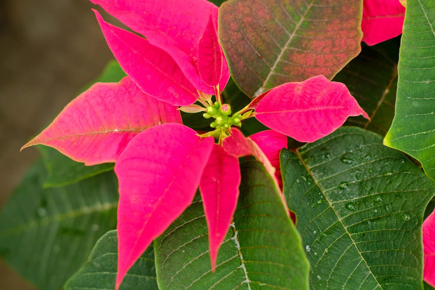 Poinsettia