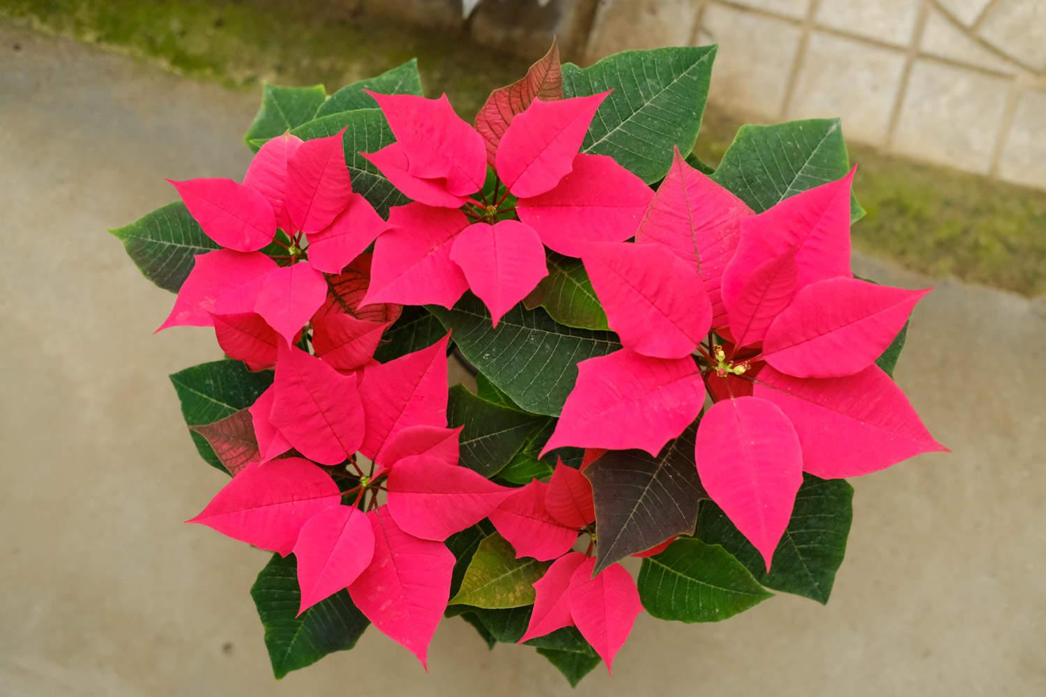 Poinsettia