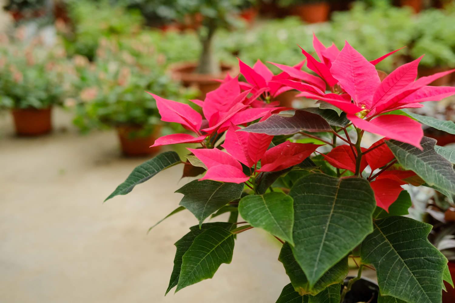 Poinsettia