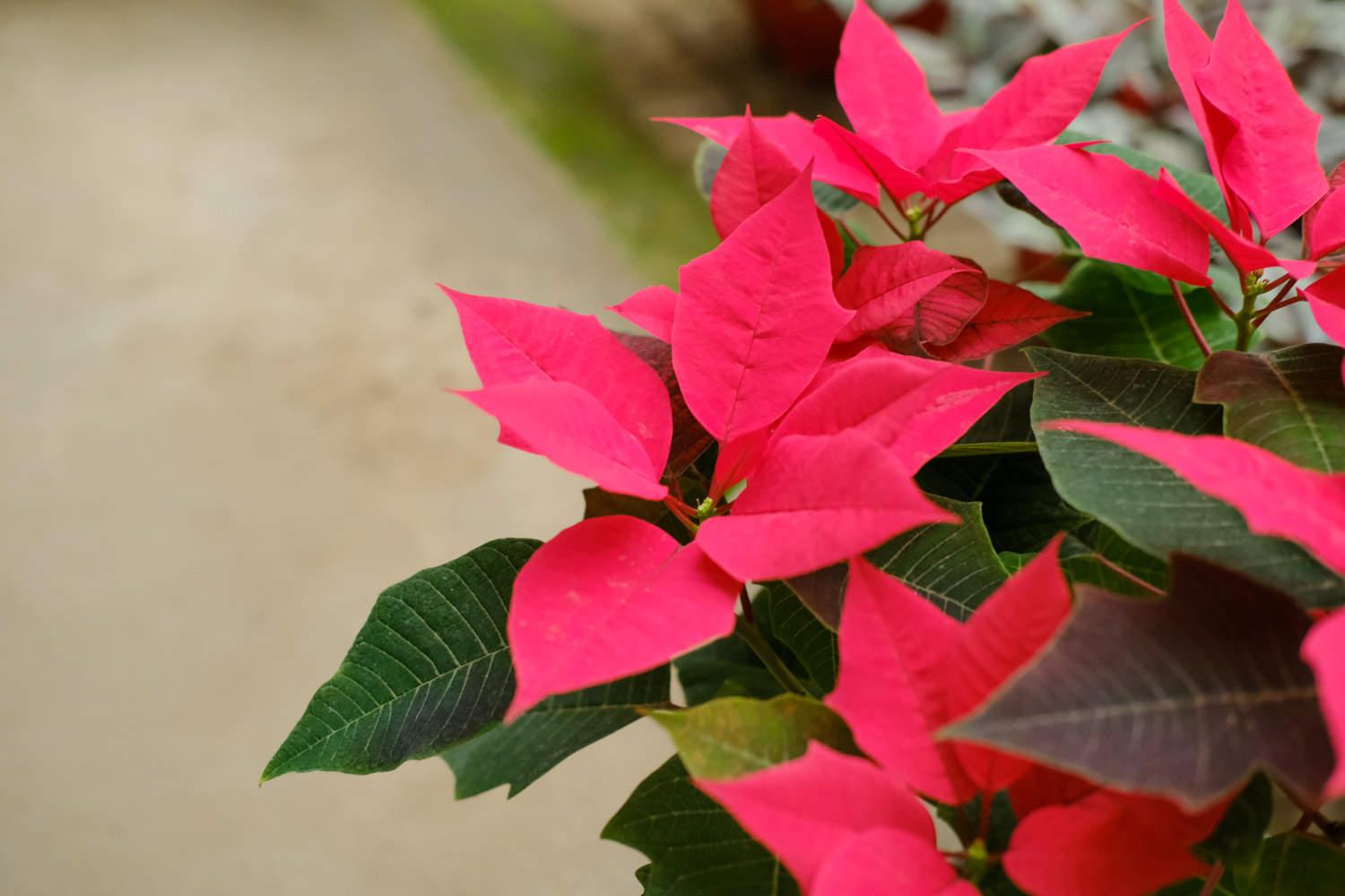 Poinsettia