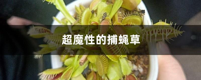 Super Magic Flytrap