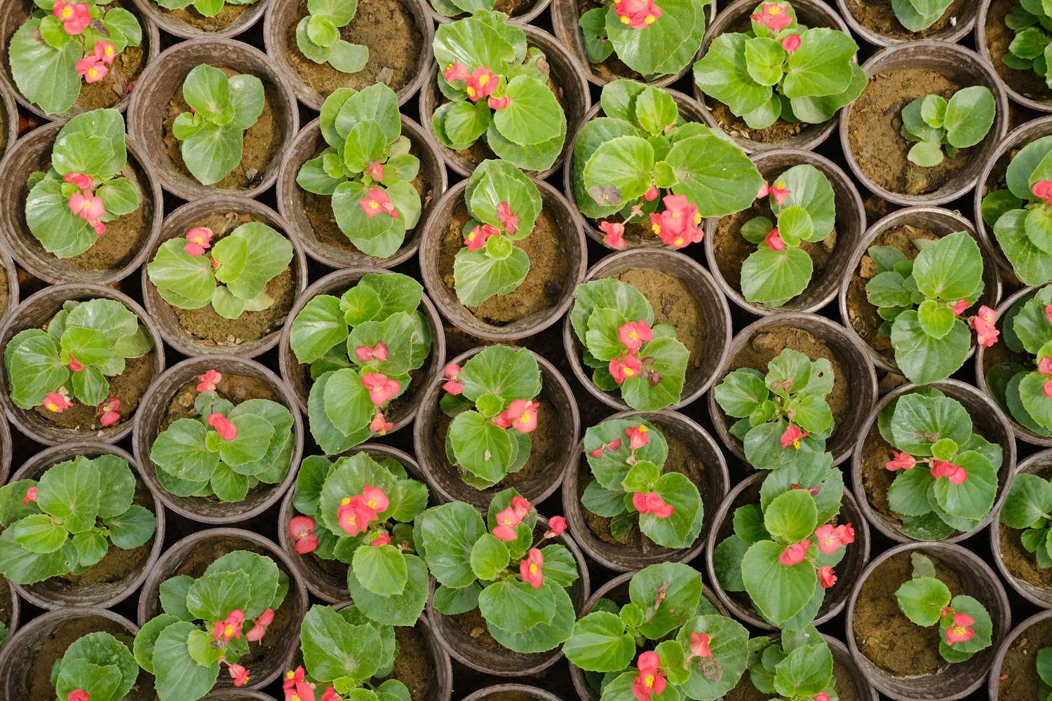 Four Seasons Begonia