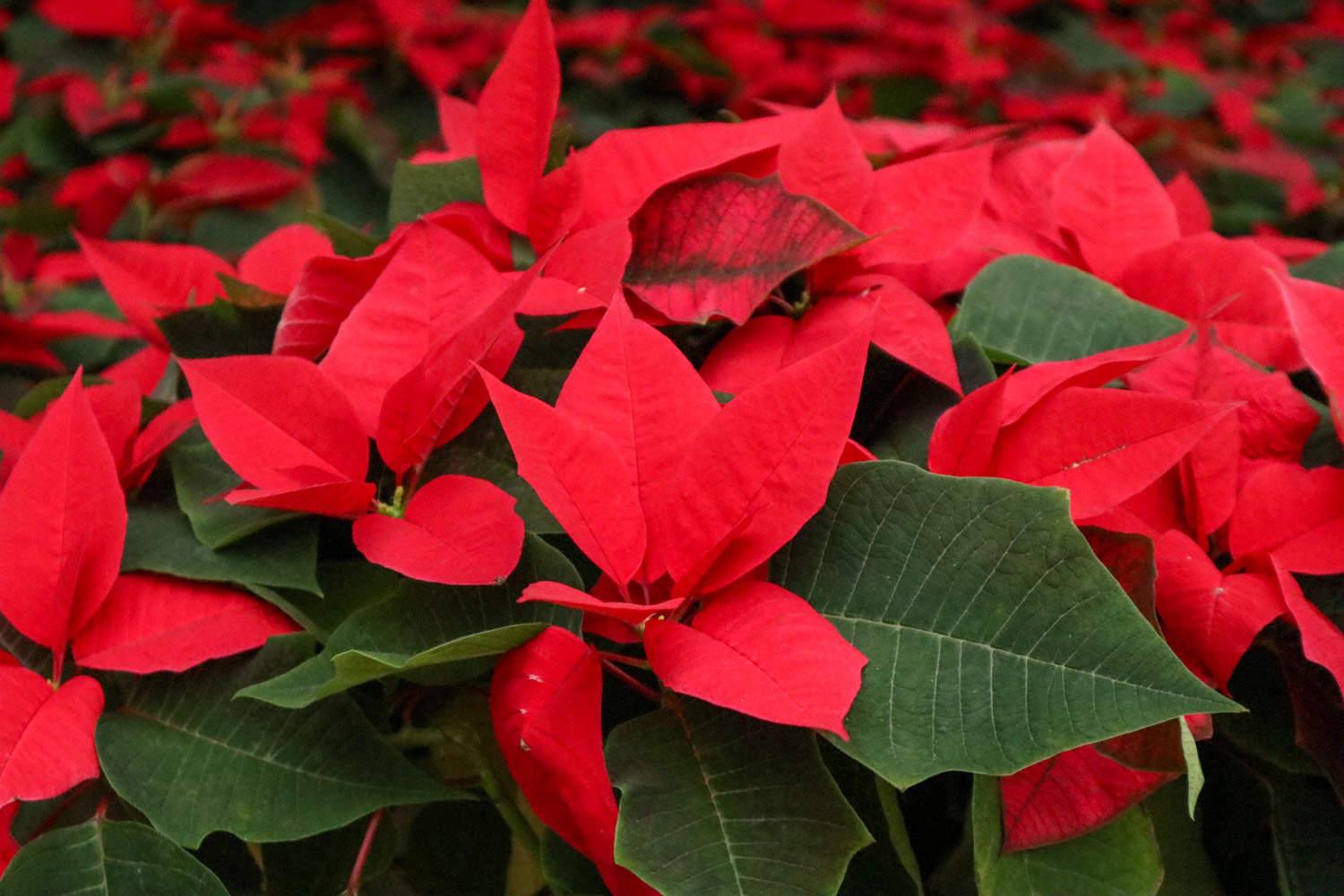 Poinsettia