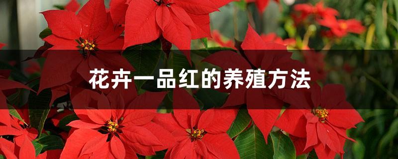 How to breed poinsettias