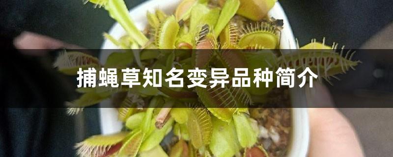 Introduction to famous mutant varieties of Venus flytrap