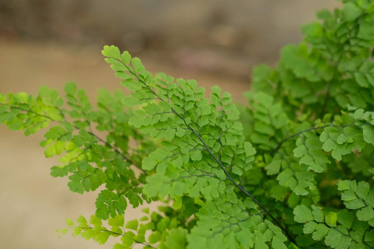 Adiantum fern