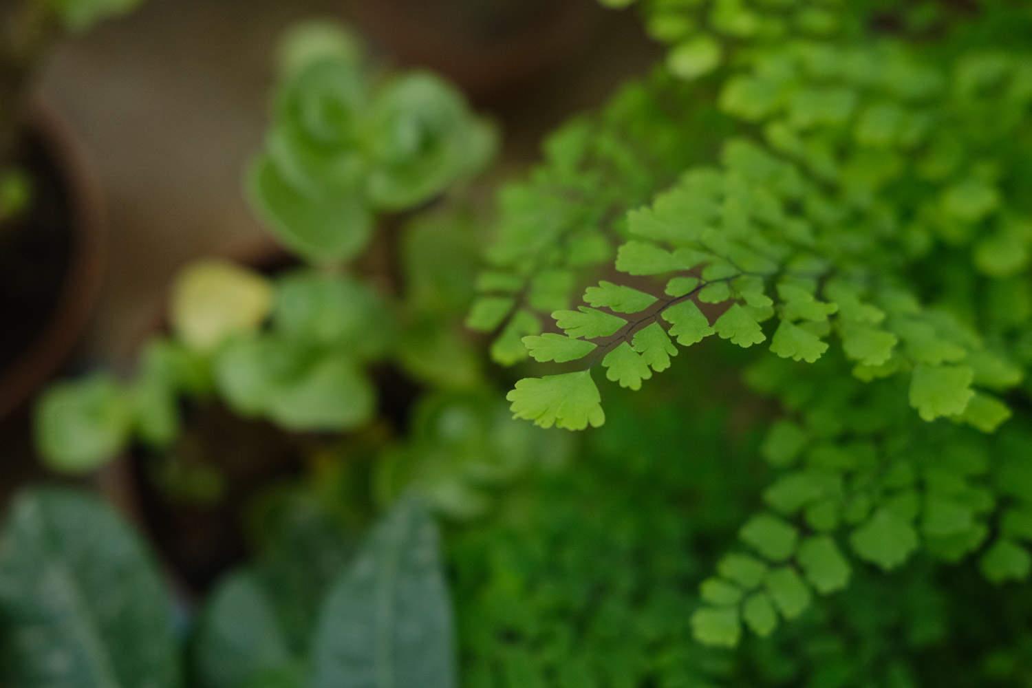 Adiantum fern