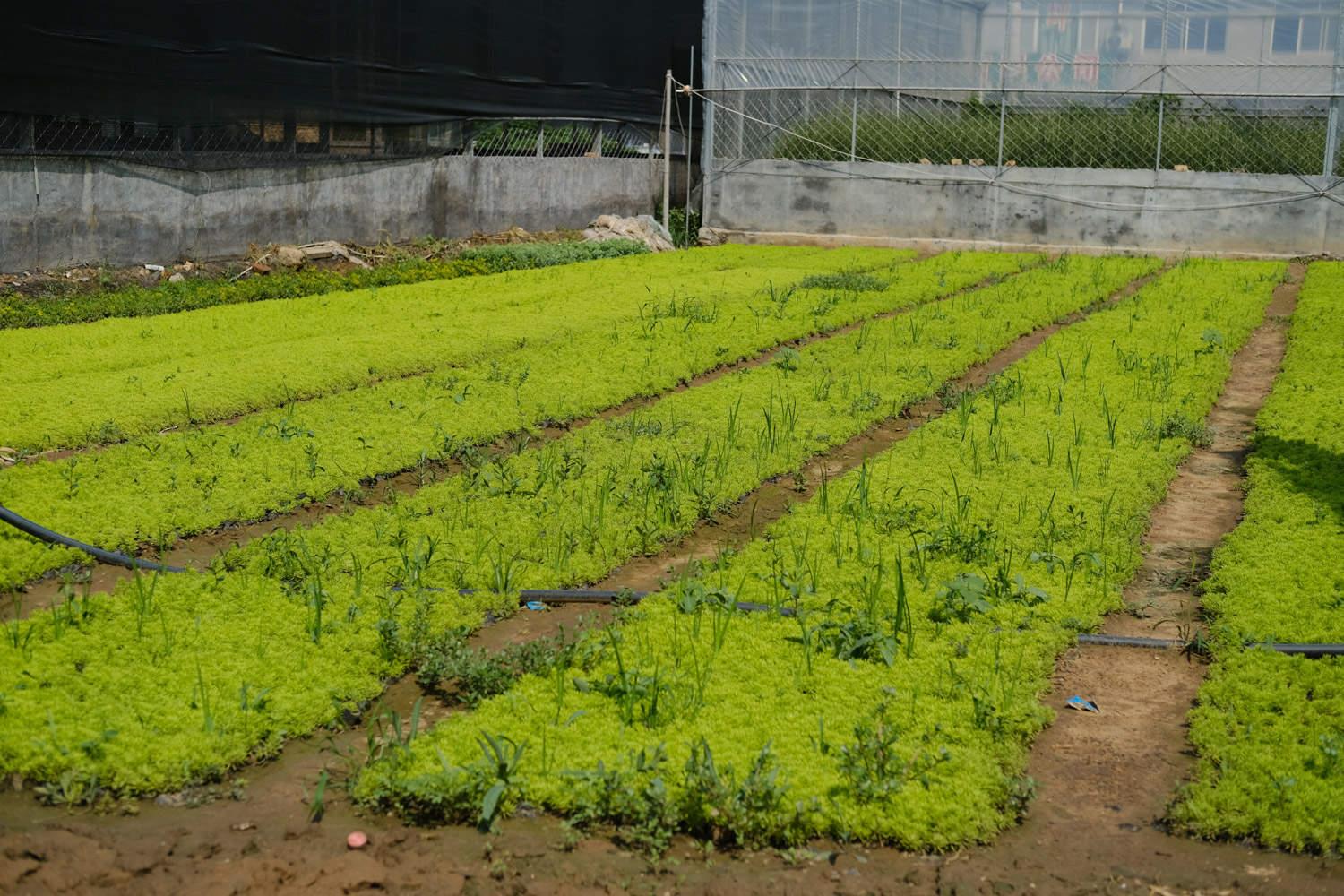 Golden Ten Thousand Year Grass