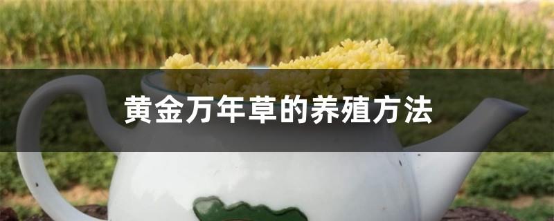 Cultivation method of golden ten thousand year old grass