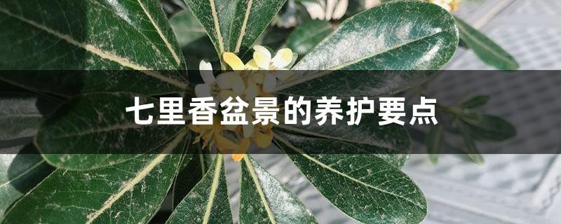 Maintenance Points of Qilixiang Bonsai