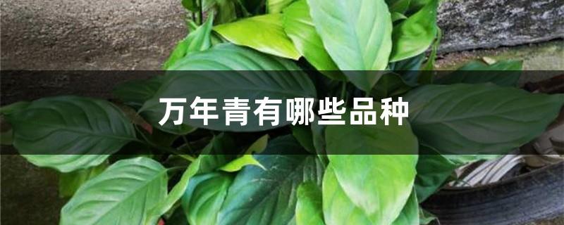 What varieties of Dieffenbachia are there