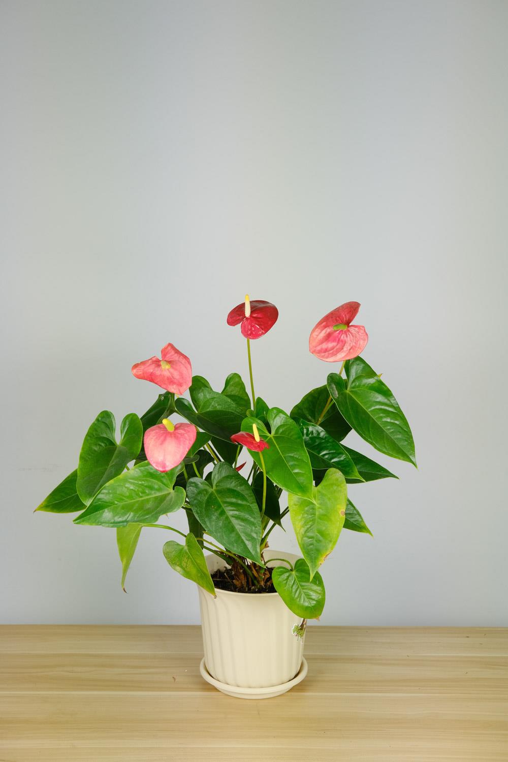 Anthurium