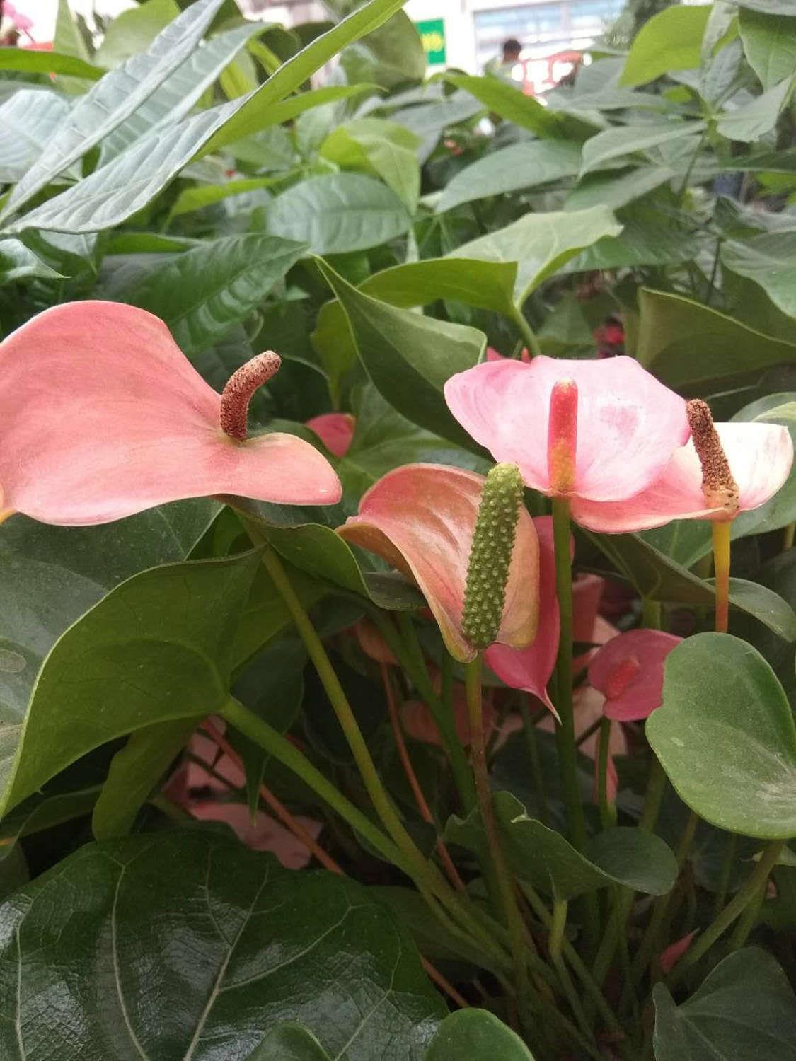 Anthurium