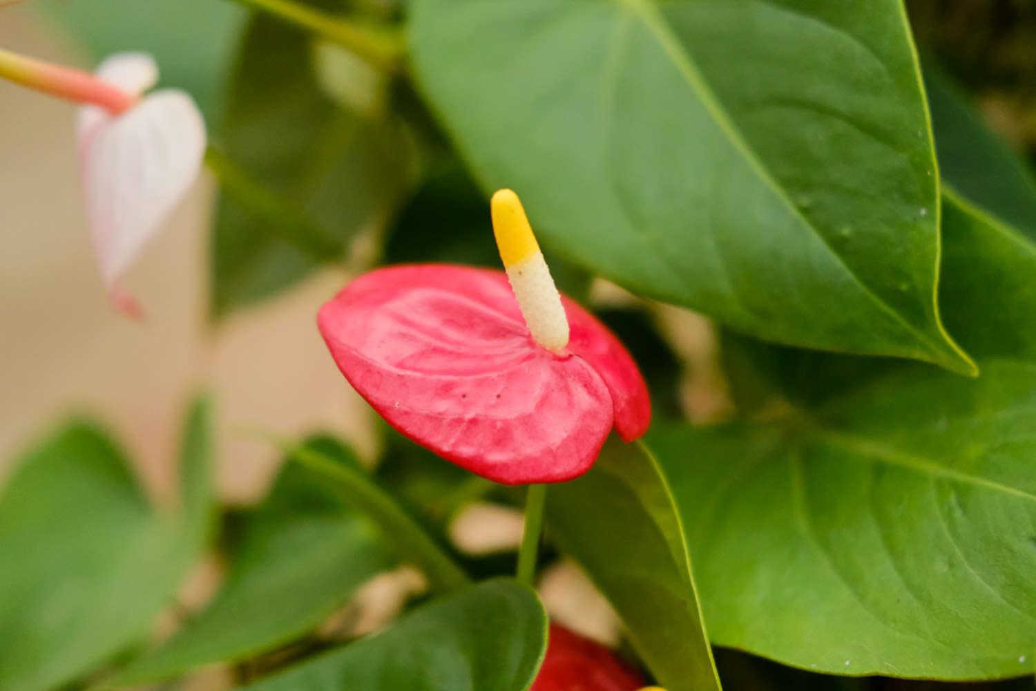 Anthurium