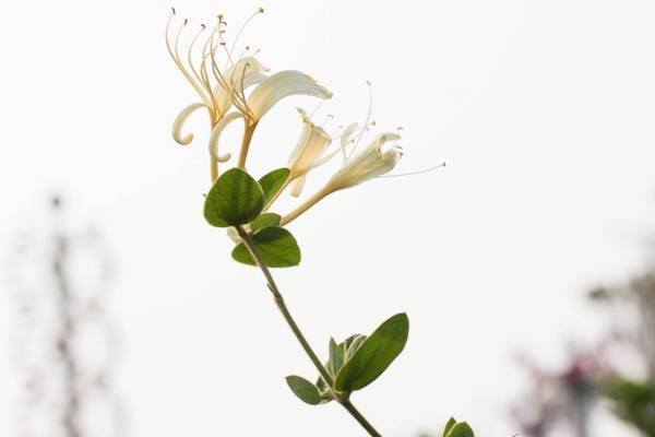 The difference between the advantages and disadvantages of honeysuckle