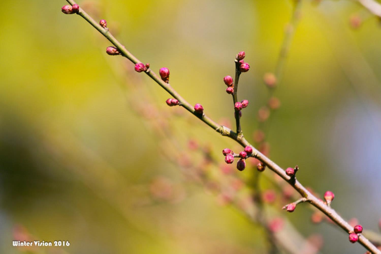 Plum Blossoms