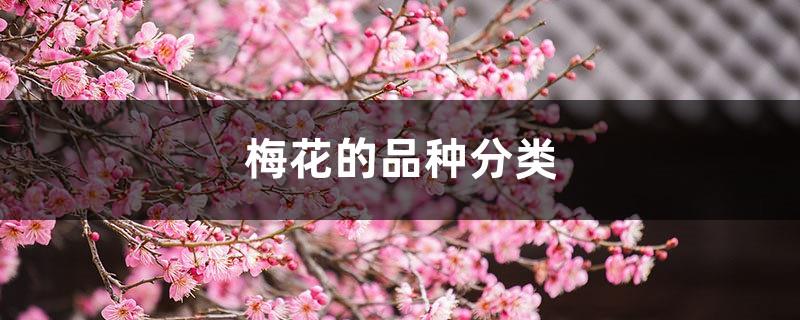 Classification of Plum Blossom Varieties