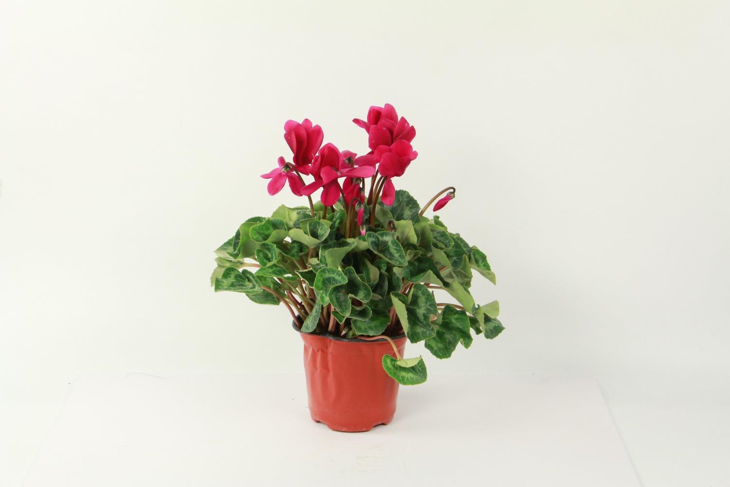 Cyclamen