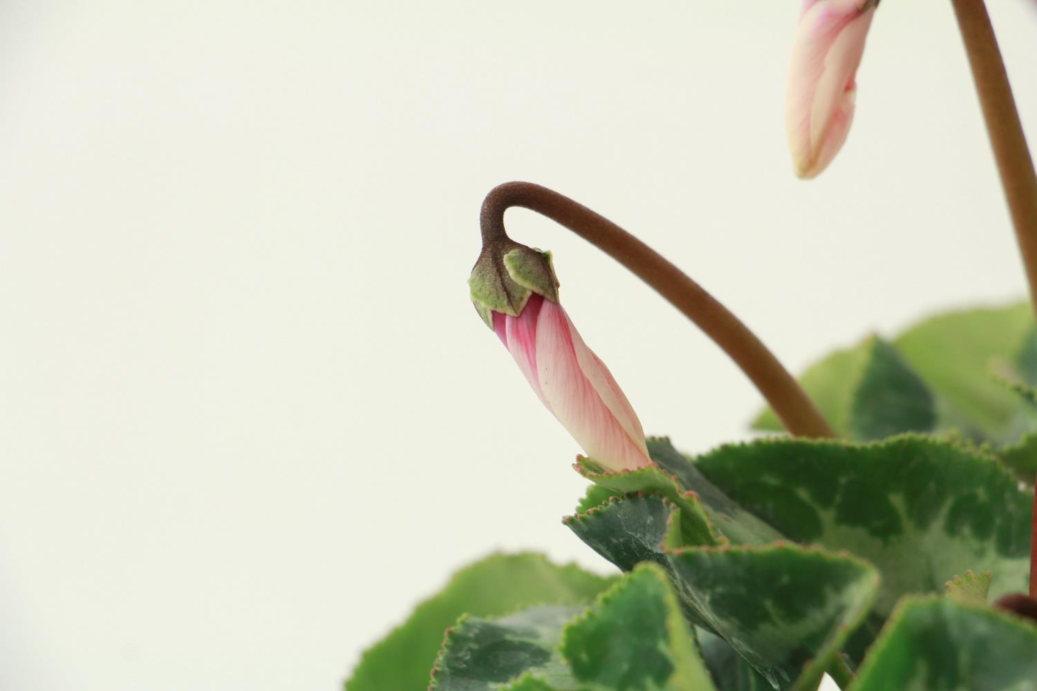 Cyclamen