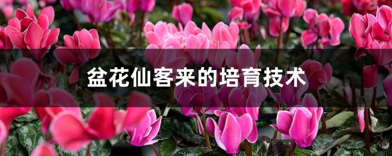 Cultivation Technology of Potted Cyclamen