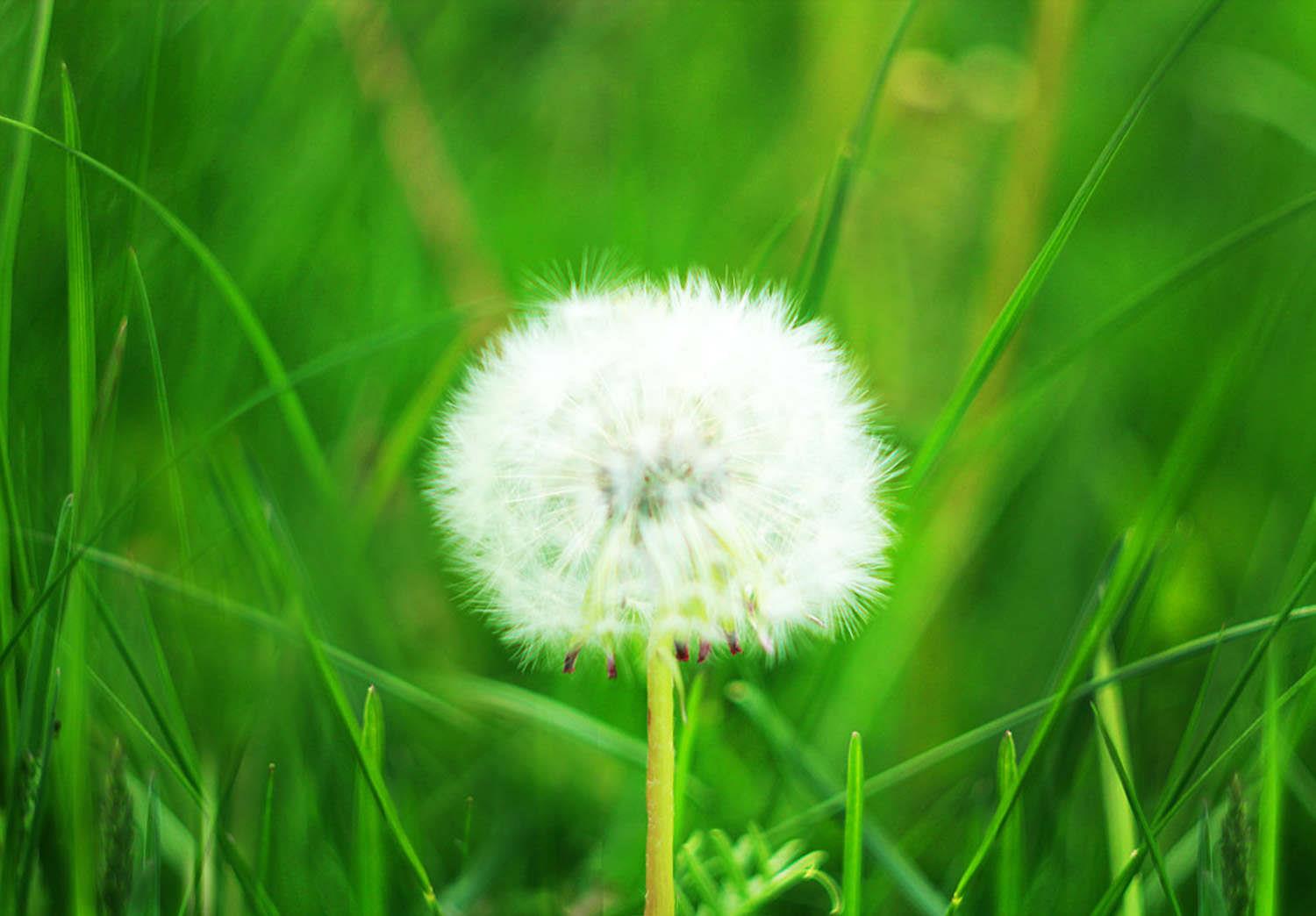 Dandelion