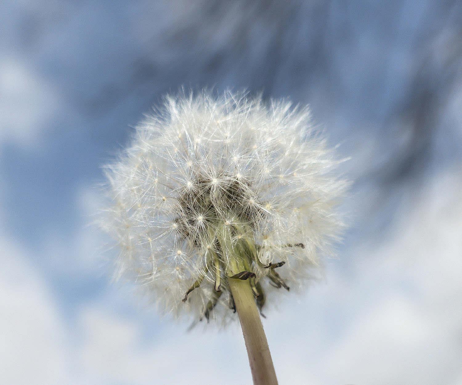 Dandelion