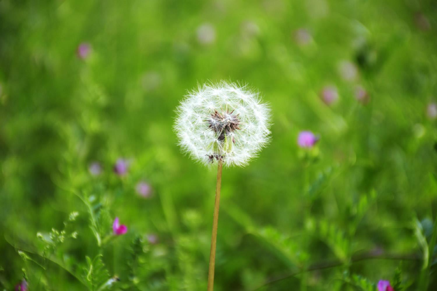 Dandelion