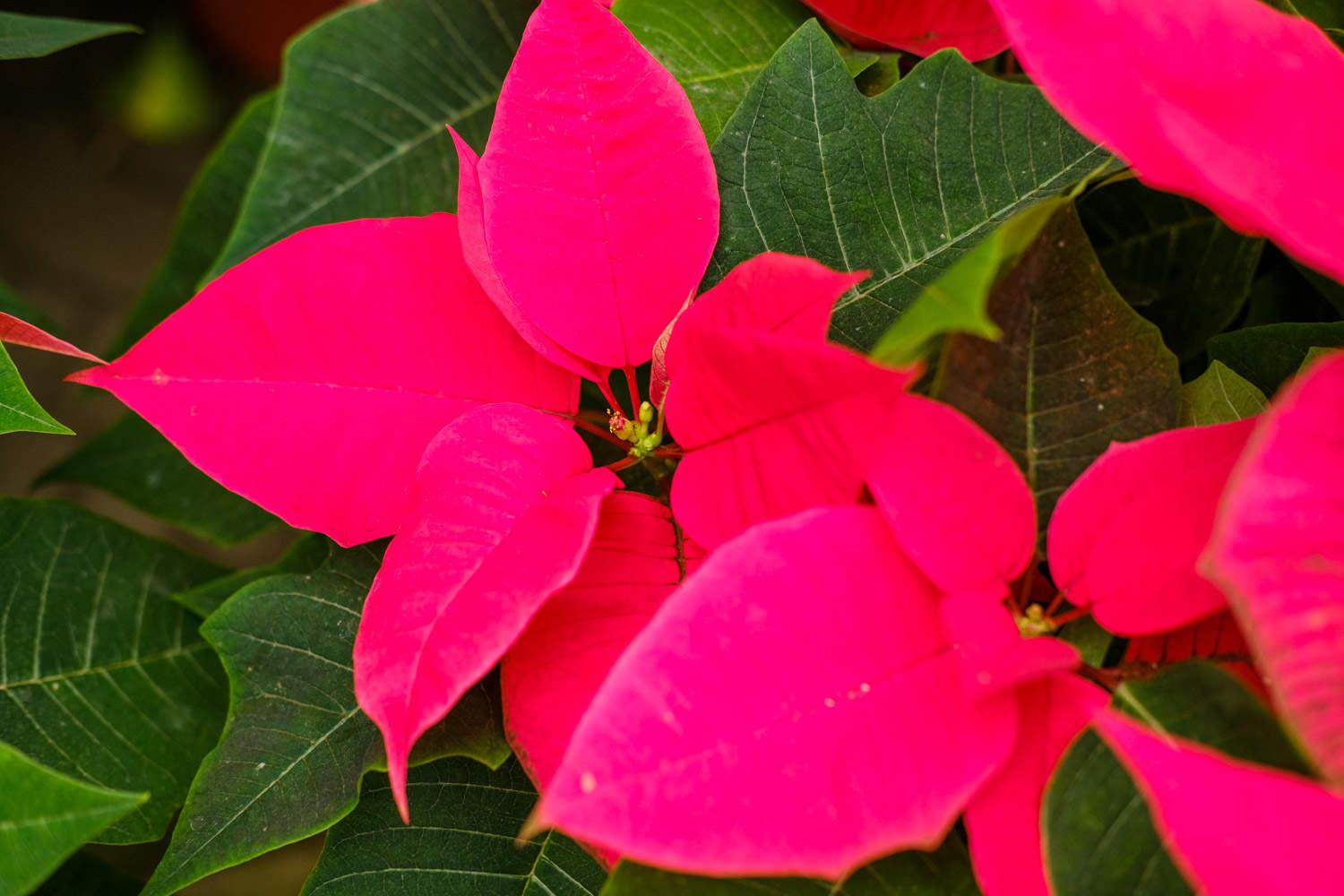 Poinsettia