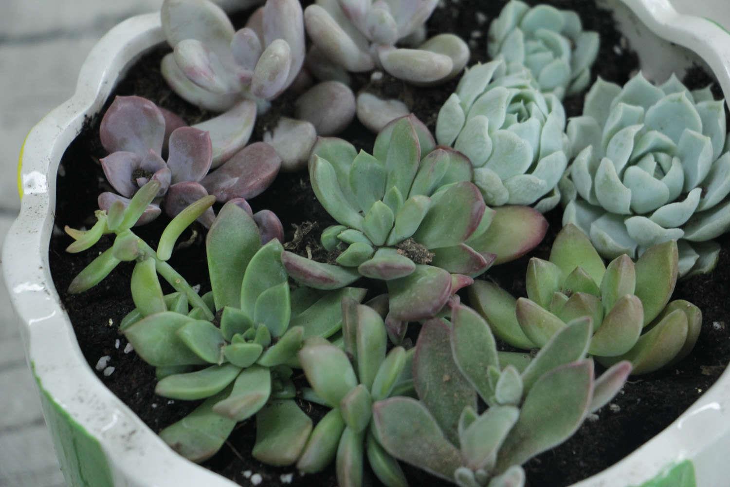 Succulents