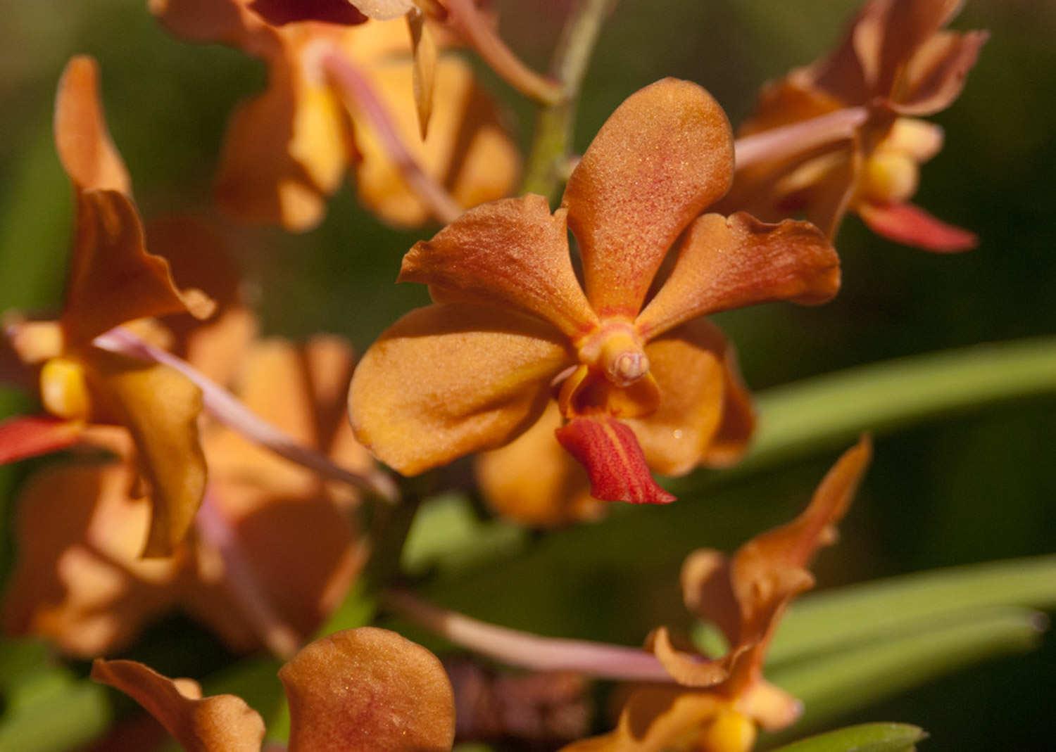 Vanda Orchid