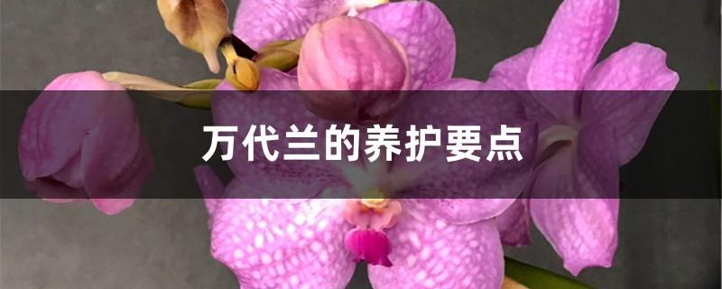 Key points for care of Vanda orchids