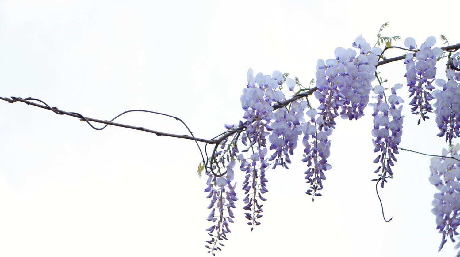 Wisteria