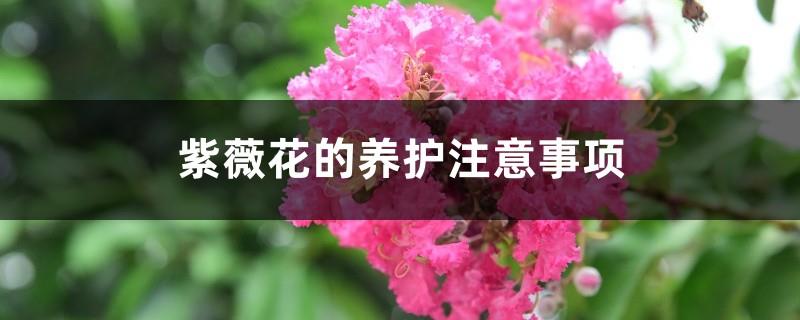 Care precautions for crape myrtle flowers