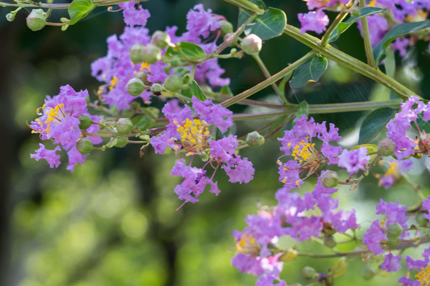 Lagerstroemia