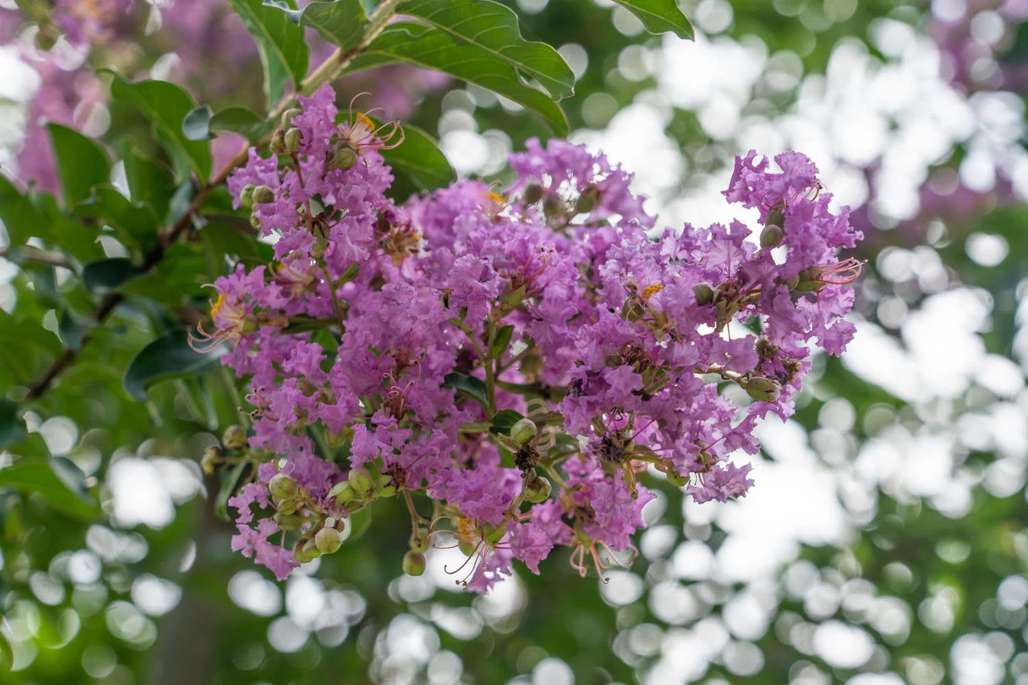 Lagerstroemia