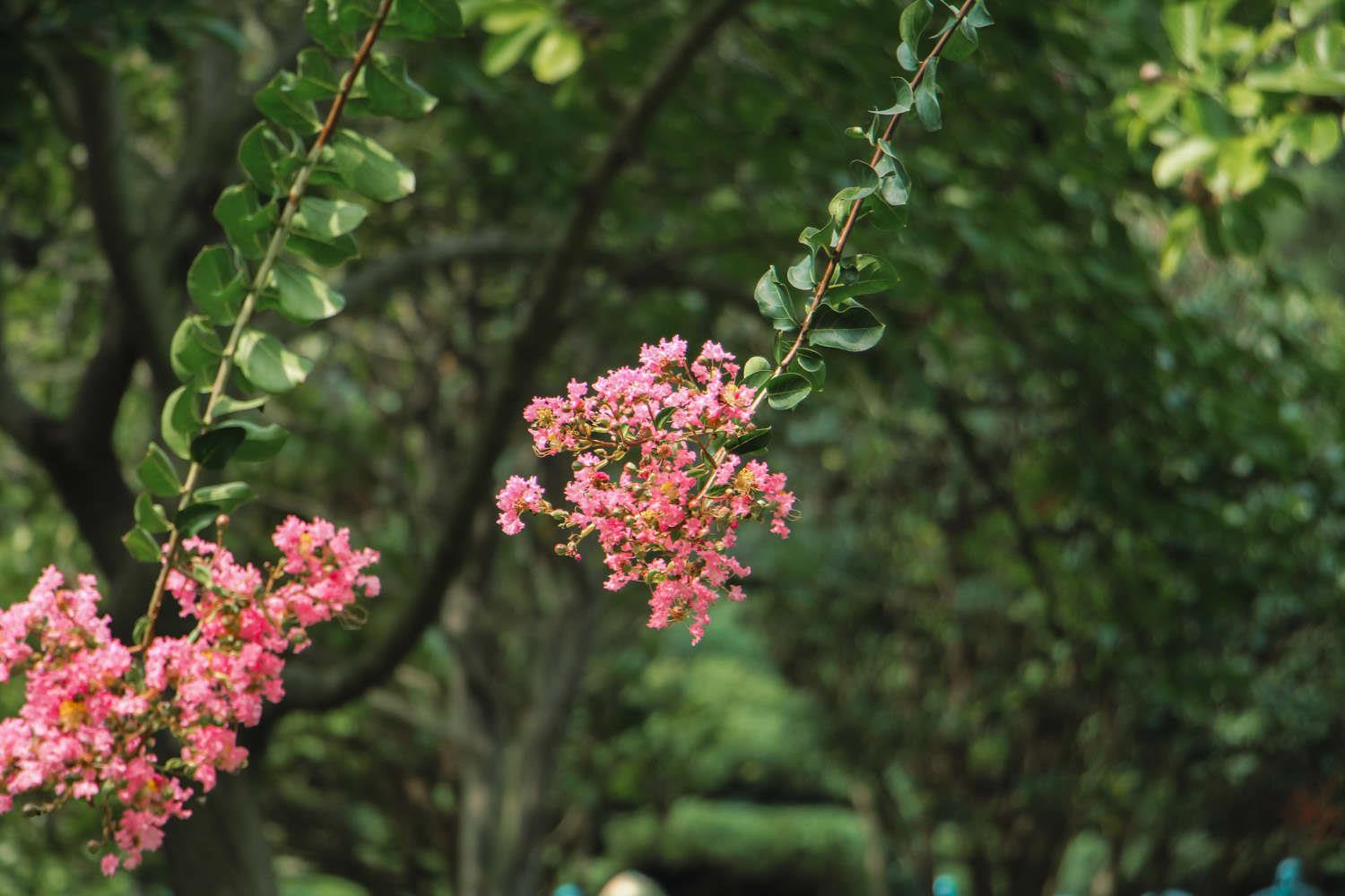 Lagerstroemia