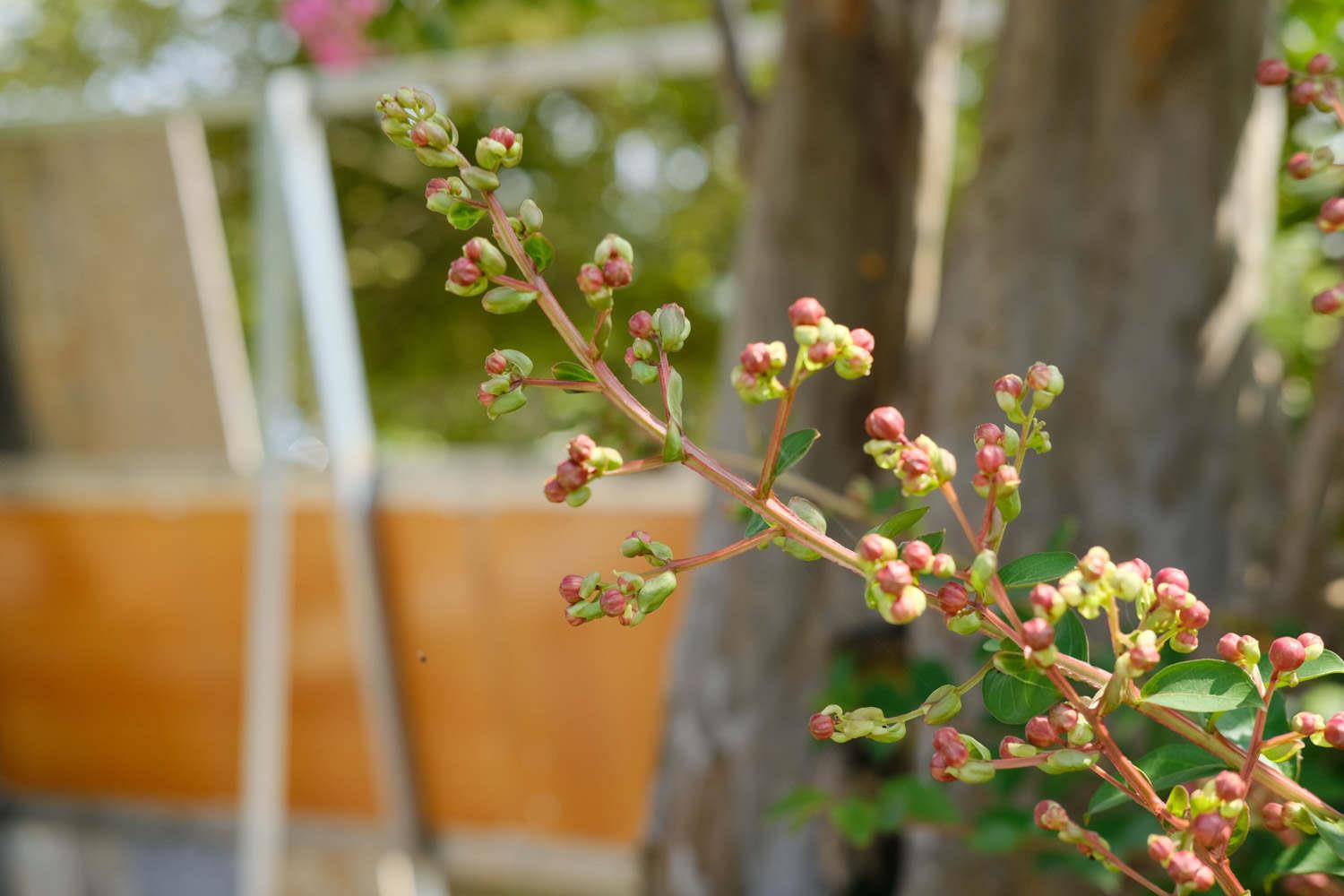 Lagerstroemia