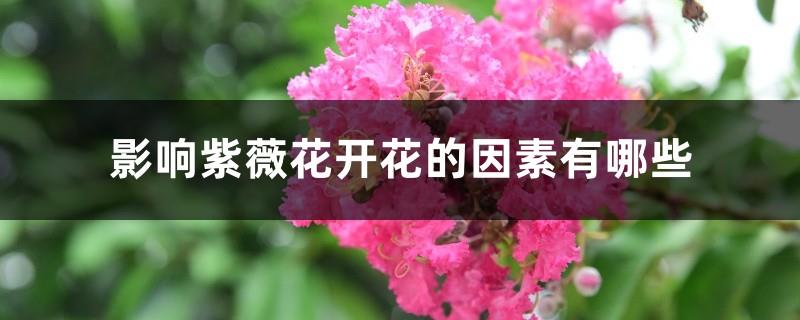 What are the factors that affect the blooming of crape myrtle