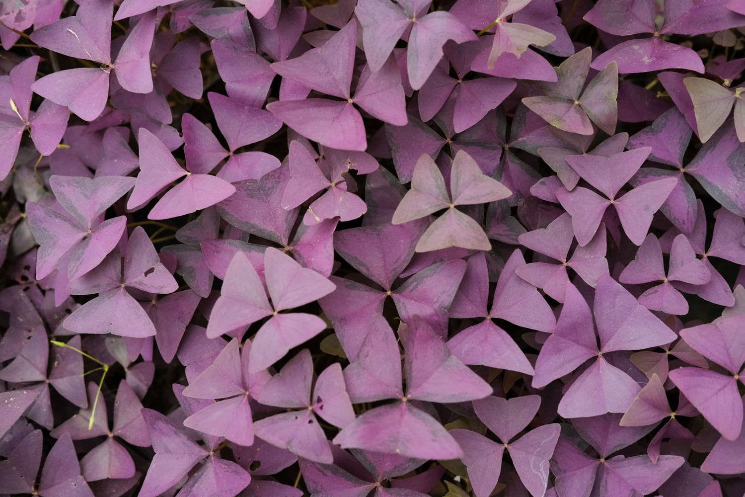 Purple-leaf wood sorrel