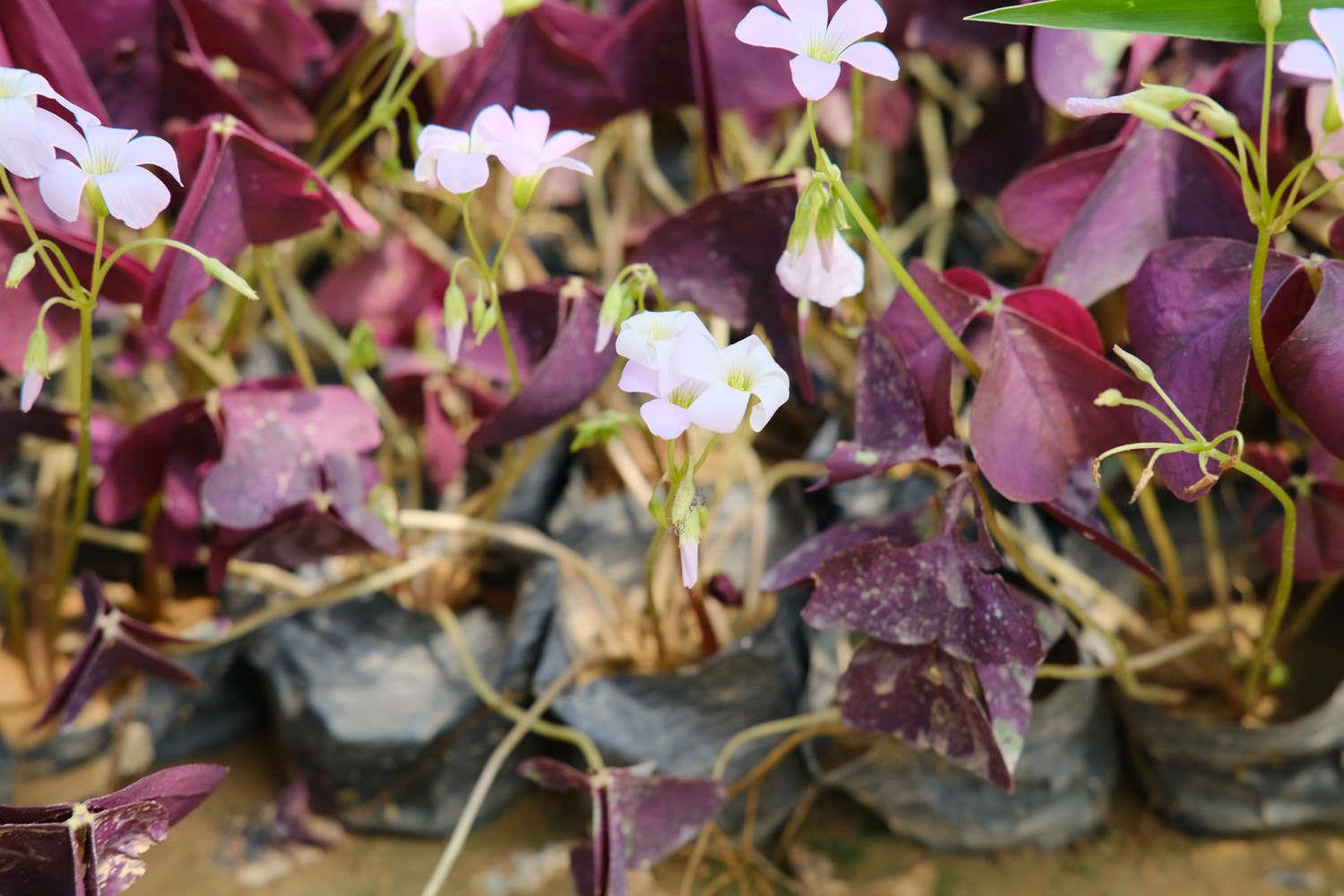 Purple leaf wood sorrel