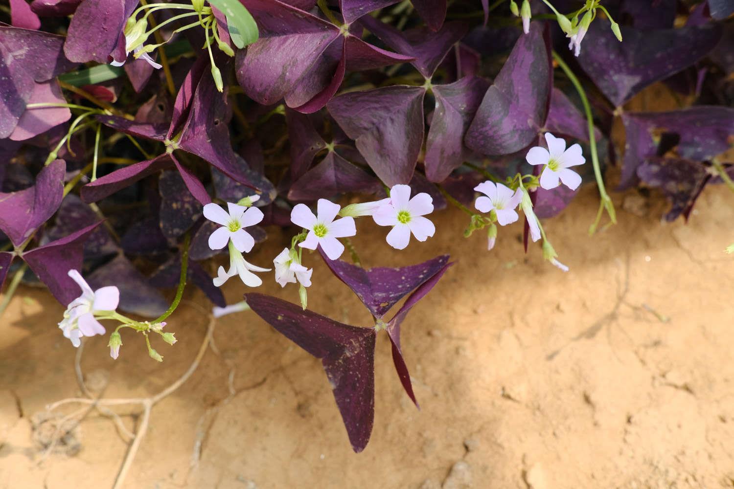 Purple Leaf Oxalis