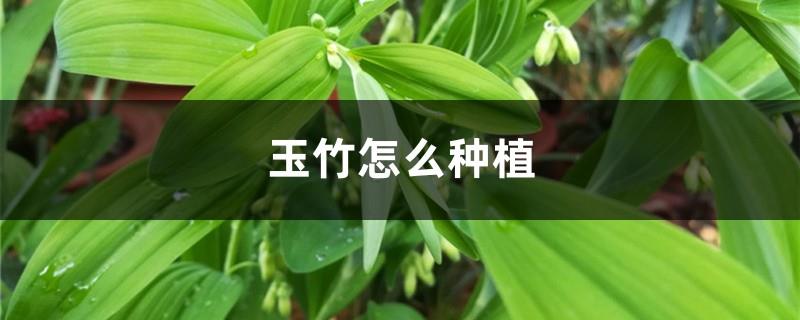 How to plant Polygonatum odoratum